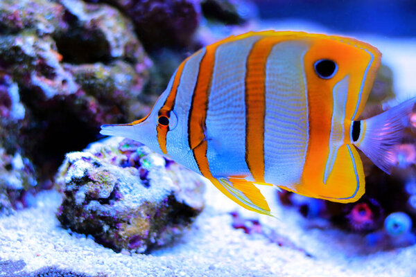 Copperband butterfly fish - Chelmon Rostratus