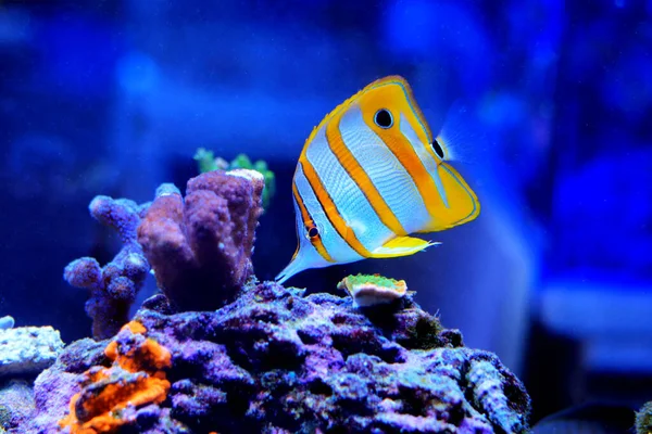 Copperband Butterfly Fish Chelmon Rostratus — ストック写真