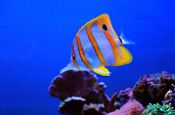 Copperband butterfly fish - Chelmon Rostratus