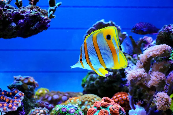 Copperband Butterfly Fish Chelmon Rostratus — Fotografia de Stock