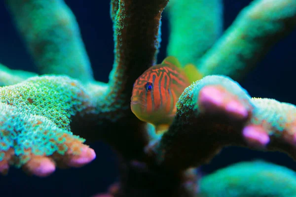 Zöld Bohóc Coral Goby Gobiodon Histrio — Stock Fotó