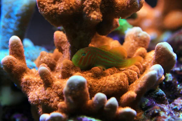 Yeşil Palyaço Mercan Goby - Gobiodon histrio