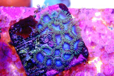 Renkli Zoanthids polipleri, fotoğrafçılığı kapatın