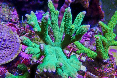 Montipora mercan polipleri fotoğrafçılık