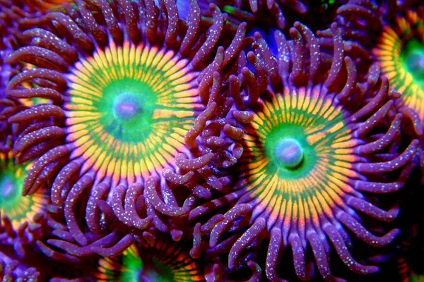 Amazing Coloration Sunny Zoanthids Polyps — ストック写真