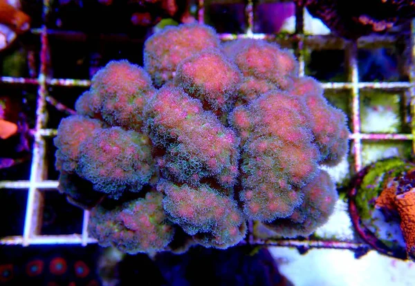 Stylophora, Pocilloporidae familyasından bir koloni taşlı mercan cinsidir.