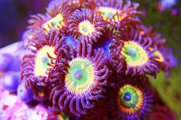Amazing Coloration Sunny Zoanthids Polyps — Stockfoto