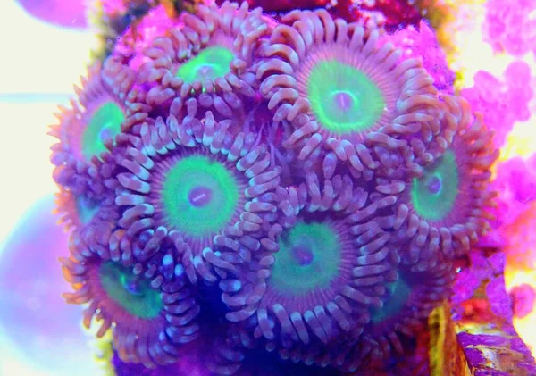 Colorful Zoanthids Polyps Close Photography — Stock Photo, Image