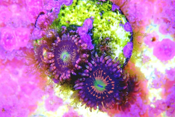 Polypes Zoanthidés Colorés Photographie Gros Plan — Photo