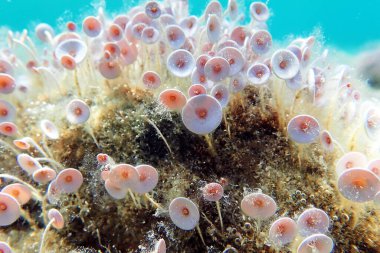 Acetabularia mediterranea - Akdeniz yosunları