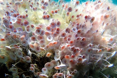 Acetabularia mediterranea - Akdeniz yosunları
