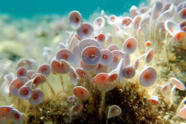 Acetabularia mediterranea - Akdeniz yosunları