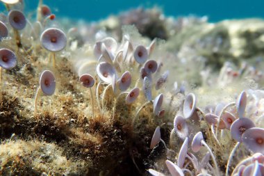 Acetabularia mediterranea - Akdeniz yosunları