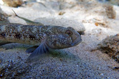 Siyah Akdeniz keçi balığı - (Gobius niger)