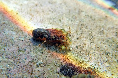 Akdeniz ıstakozu - (Scyllarides latus)