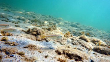 Mullus barbatus - Akdeniz 'de keçi balığı bulundu      