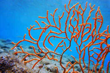 Sarı Akdeniz gorgonyan mercanı - Eunicella cavolini