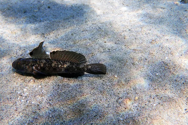 Peixe Preto Mediterrâneo Gobius Niger — Fotografia de Stock