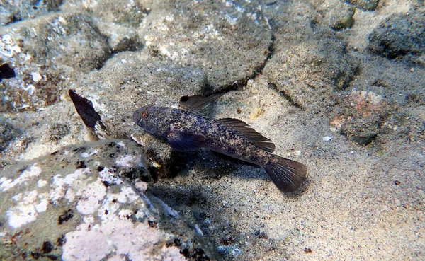Black Mediterranean Goby Fish Gobius Niger — Stock Photo, Image