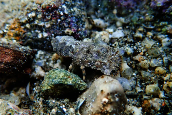 Aragosta Pantofola Mediterranea Scyllarides Latus — Foto Stock