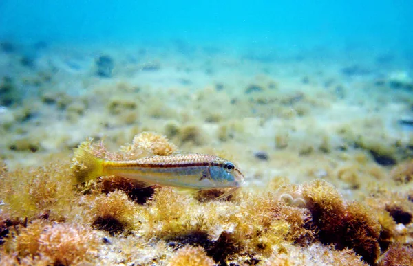 Mullus Barbatus Peixe Caprino Encontrado Mar Mediterrâneo — Fotografia de Stock