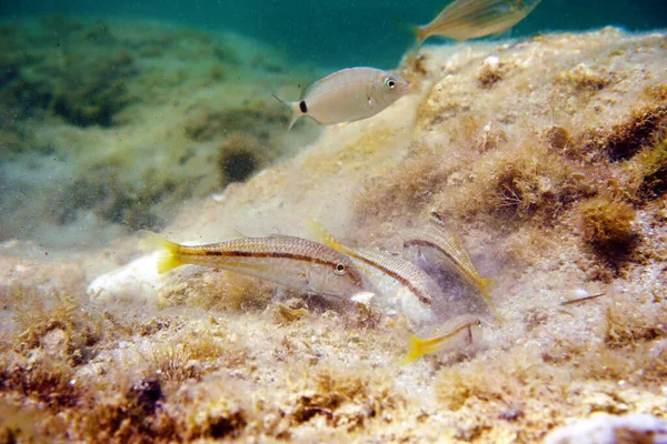 Mullus Barbatus Pesce Caprino Trovato Nel Mar Mediterraneo — Foto Stock