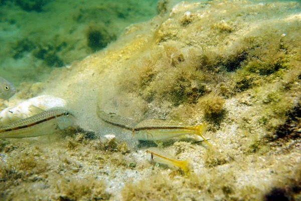 Mullus Barbatus Goatfish Found Mediterranean Sea — Stock Photo, Image