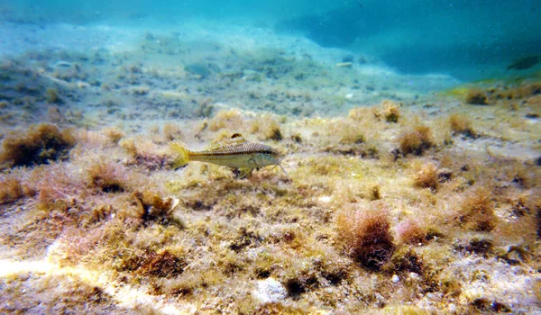 Mullus Barbatus Cabra Que Encuentra Mar Mediterráneo — Foto de Stock