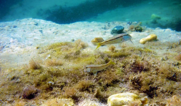 Mullus Barbatus Pesce Caprino Trovato Nel Mar Mediterraneo — Foto Stock