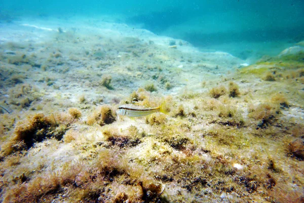 Mullus Barbatus Goatfish Знайдений Середземному Морі — стокове фото