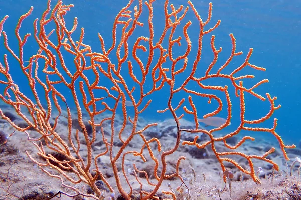 地中海地区的黄珊瑚 独角珊瑚 — 图库照片