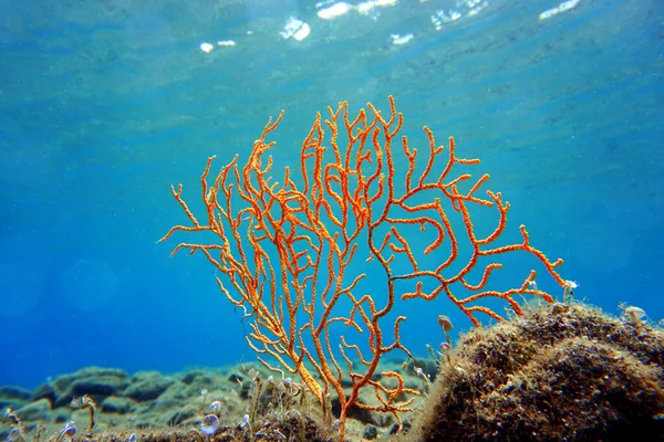 Sarı Akdeniz Gorgonyan Mercanı Eunicella Cavolini — Stok fotoğraf