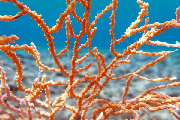 Coral Gorgoniano Mediterrânico Amarelo Eunicella Cavolini — Fotografia de Stock