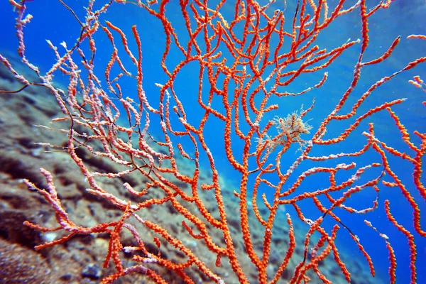 Coral Gorgoniano Amarillo Mediterráneo Eunicella Cavolini — Foto de Stock