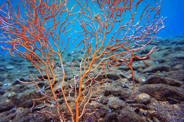 Corail Gorgone Jaune Méditerranéen Eunicella Cavolini — Photo
