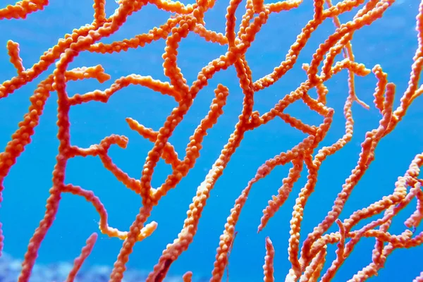 Coral Gorgoniano Amarillo Mediterráneo Eunicella Cavolini — Foto de Stock