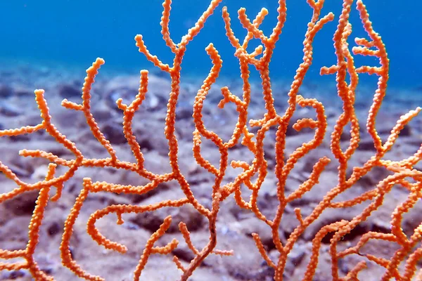 Coral Gorgoniano Mediterrânico Amarelo Eunicella Cavolini — Fotografia de Stock