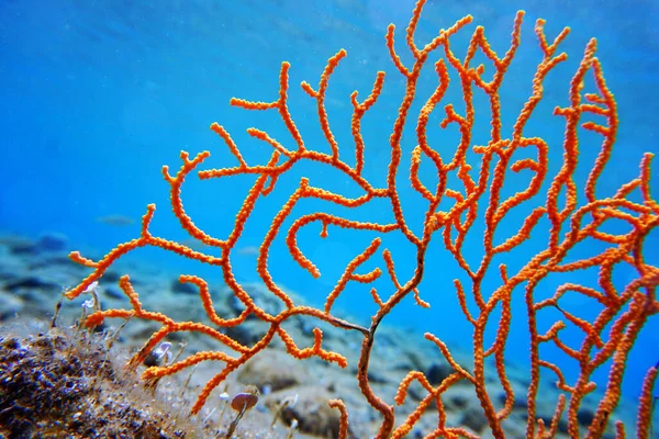 Sarı Akdeniz Gorgonyan Mercanı Eunicella Cavolini — Stok fotoğraf