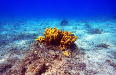 Sarı Akdeniz tüp deniz süngeri, sualtı görüntüsü                 