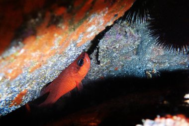 Kızıl Akdeniz kardinal balığı - (Apogon imberbis)