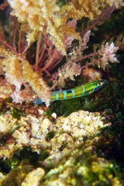 Yeşil süslü Akdeniz dişi balık - Thalassoma Pavo                        