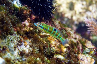 Yeşil süslü Akdeniz dişi balık - Thalassoma Pavo                        