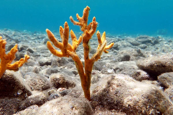 Esponja Astas Amarillas Axinella Polypoides Mar Mediterráneo — Foto de Stock