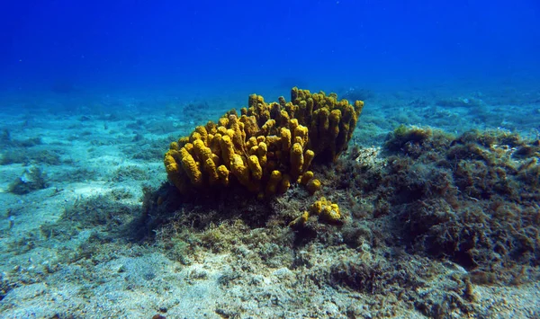 黄色の地中海のチューブの海のスポンジ 水中画像 — ストック写真