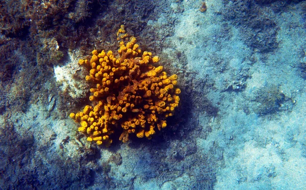 黄色地中海管海绵体 水下图像 — 图库照片