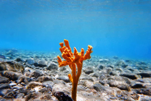 Gula Horn Svamp Axinella Polypoides Medelhavet — Stockfoto