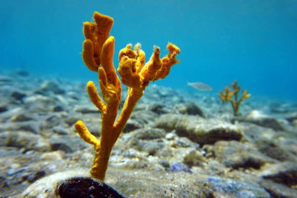Esponja Chifres Amarelos Axinella Polypoides Mar Mediterrâneo — Fotografia de Stock