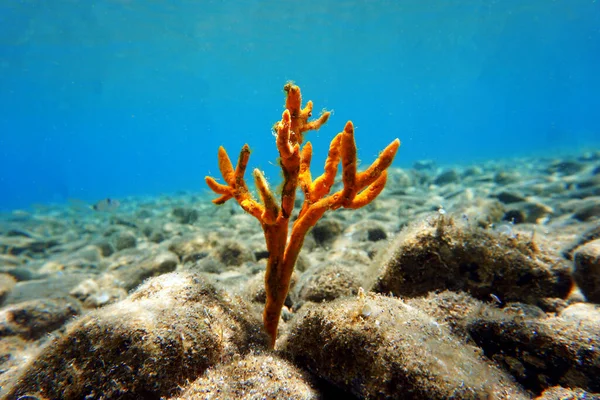 Éponge Bois Jaune Axinella Polypoides Mer Méditerranée — Photo