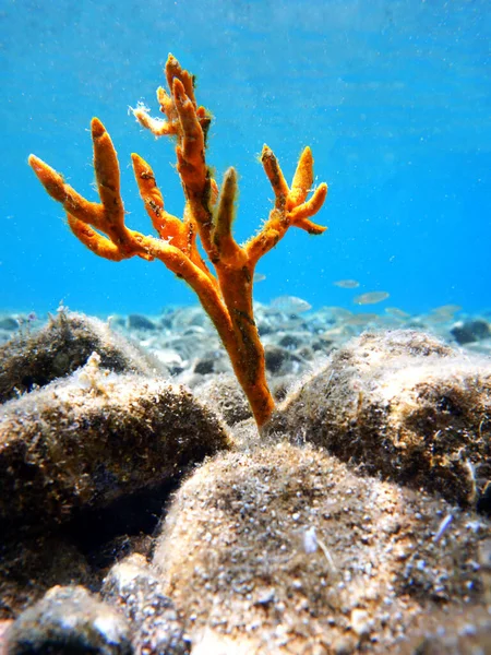Esponja Astas Amarillas Axinella Polypoides Mar Mediterráneo — Foto de Stock
