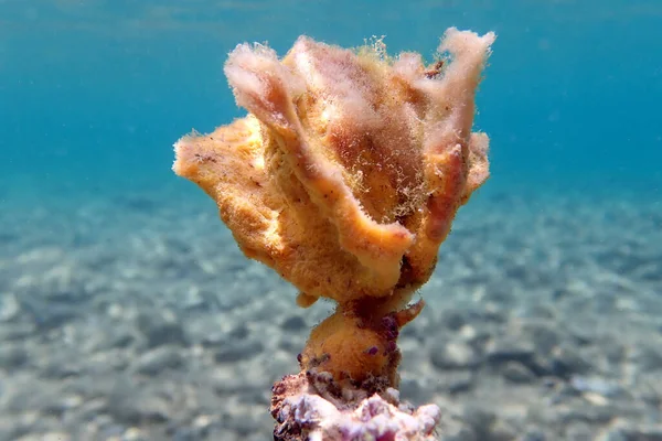 Yellow sea sponge underwater in the Mediterranean sea